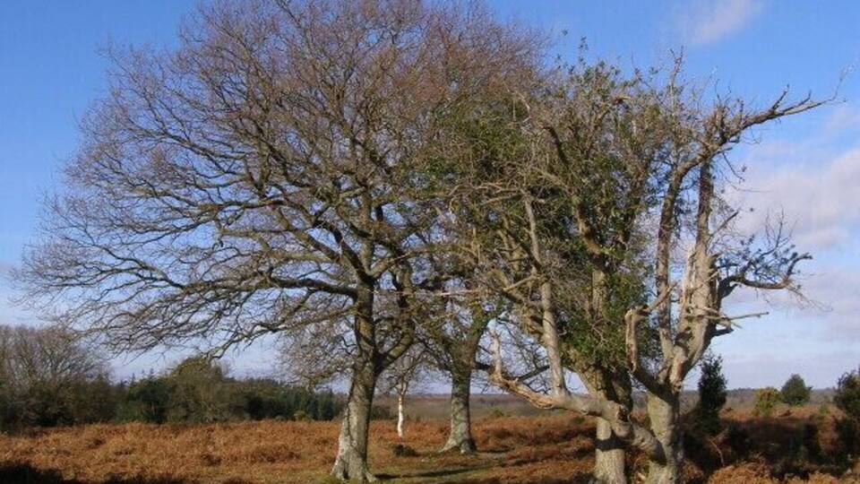 A landscape with a large, leafless tree in the foreground and a clear blue sky.