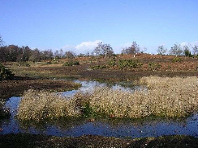 A wetland with water, reeds, and a hilly landscape with trees.