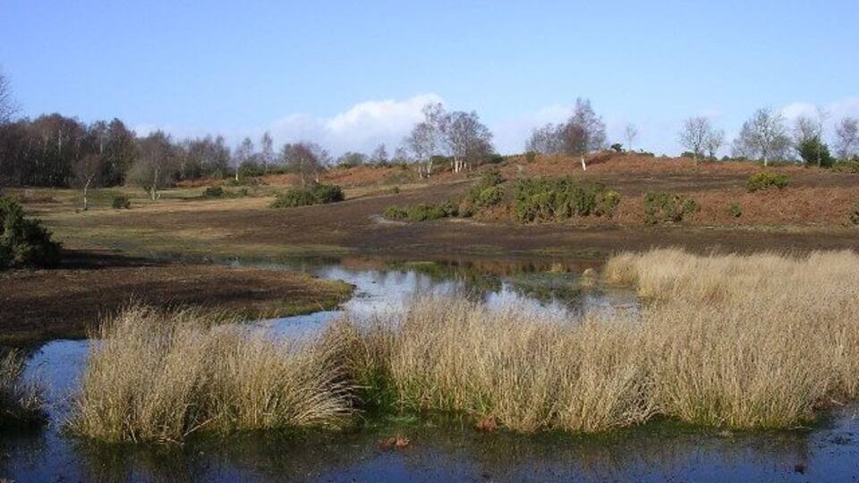 A wetland with water, reeds, and a hilly landscape with trees.