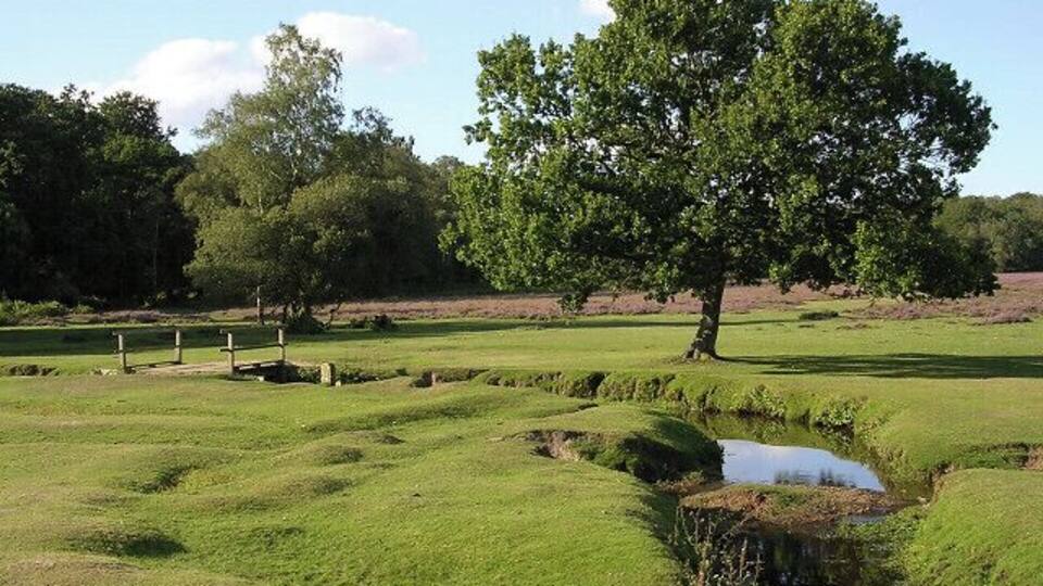 A grassy field with a large tree, a small pond, and a stone structure.