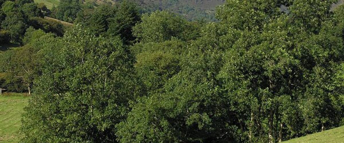 Trees in Cwm Cywarch A feature of the cwm is the numerous small clusters of trees on the floor and lower sides. Those seen here show only a slight hint of autumn, whereas elsewhere locally it is well advanced, a tribute to the sheltered nature of the cwm. Craig Cywarch forms the backdrop.