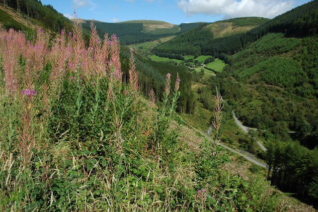 Afon Angell valley, Dyfi Forest An area of clear fell in the Dyfi Forest above the valley through which the Afon Angell flows.