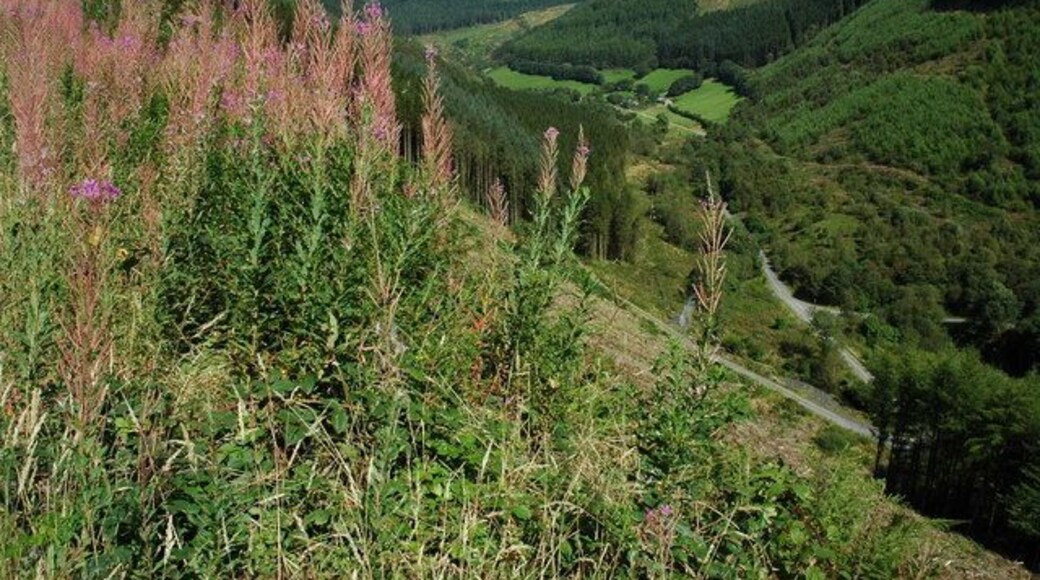 Afon Angell valley, Dyfi Forest An area of clear fell in the Dyfi Forest above the valley through which the Afon Angell flows.
