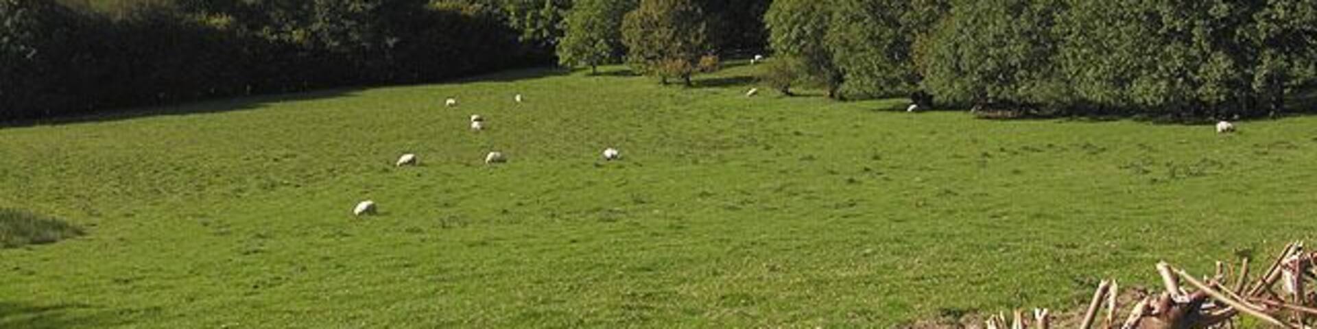 Fields around the Afon Dyfi Looking like pretty good grazing land. In the distance the forestry up Cwm Isaf can be seen.
