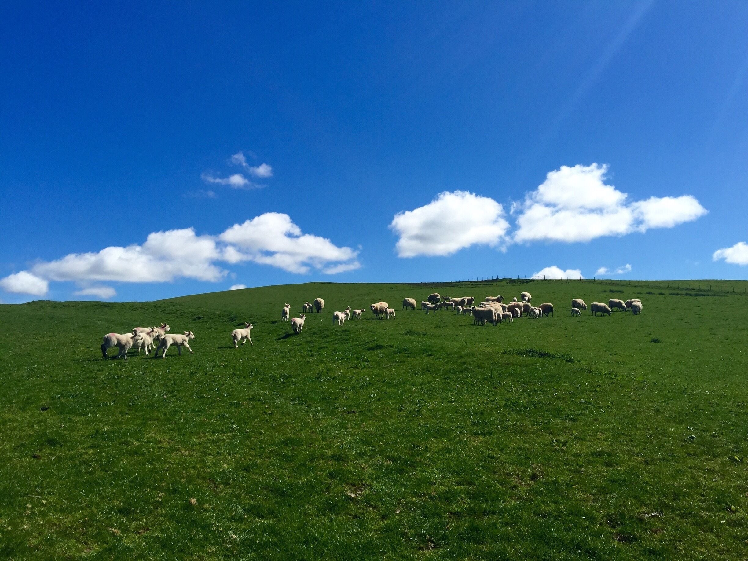 #Blue 
Blue sky 
Green grass
Clouds 
Sheep 
Wales 
#Hiking
#Outdoors