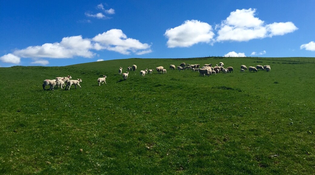 #Blue
Blue sky
Green grass
Clouds
Sheep
Wales
#Hiking
#Outdoors