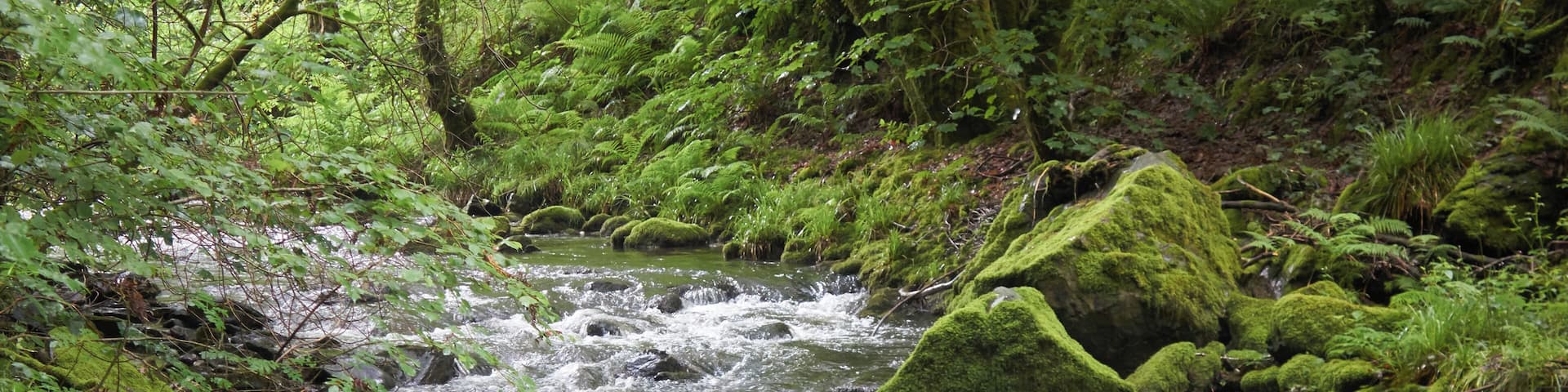 A fast-flowing stream with moss-covered rocks and lush green ferns.