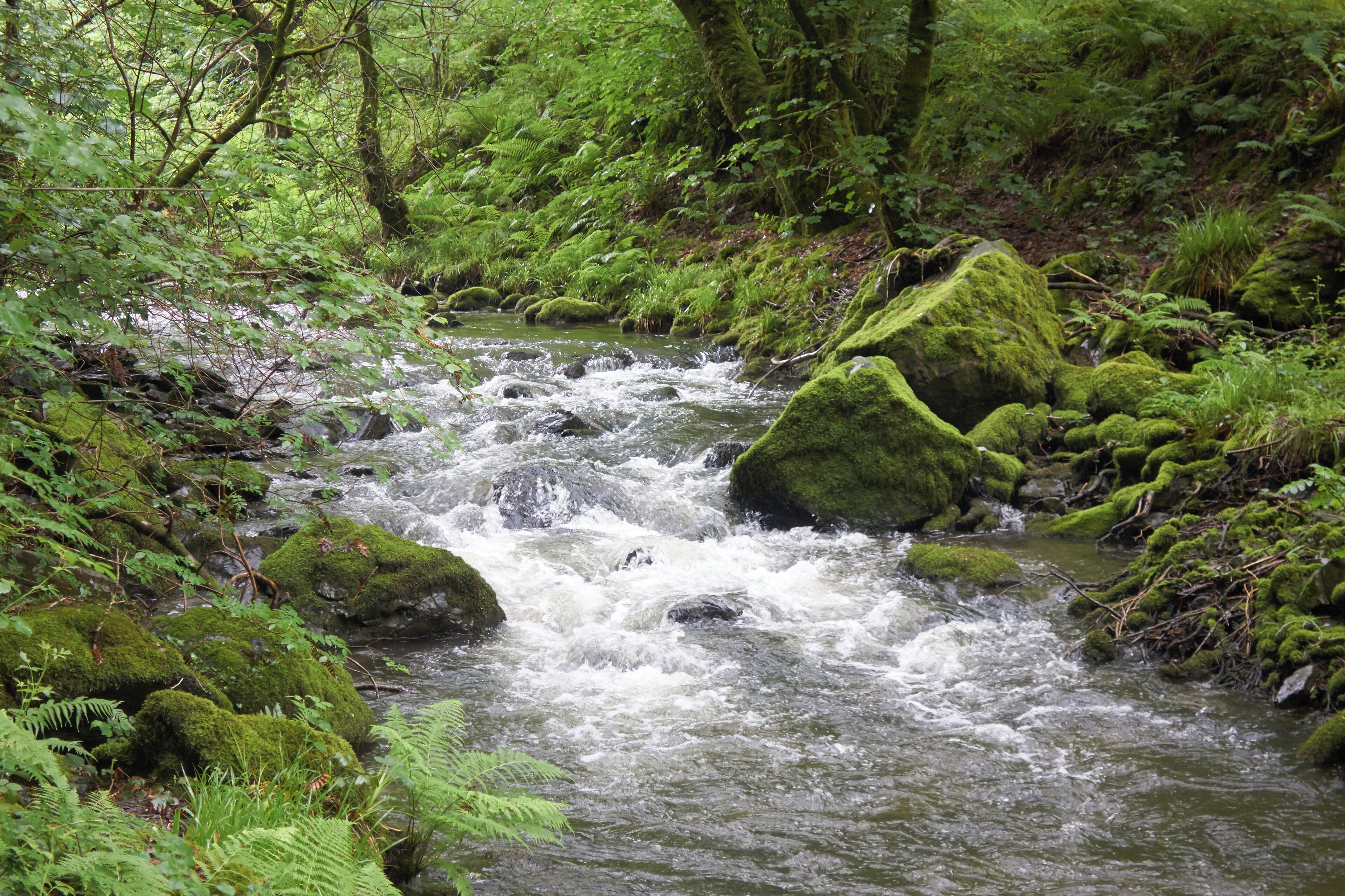 A fast-flowing stream with moss-covered rocks and lush green ferns.