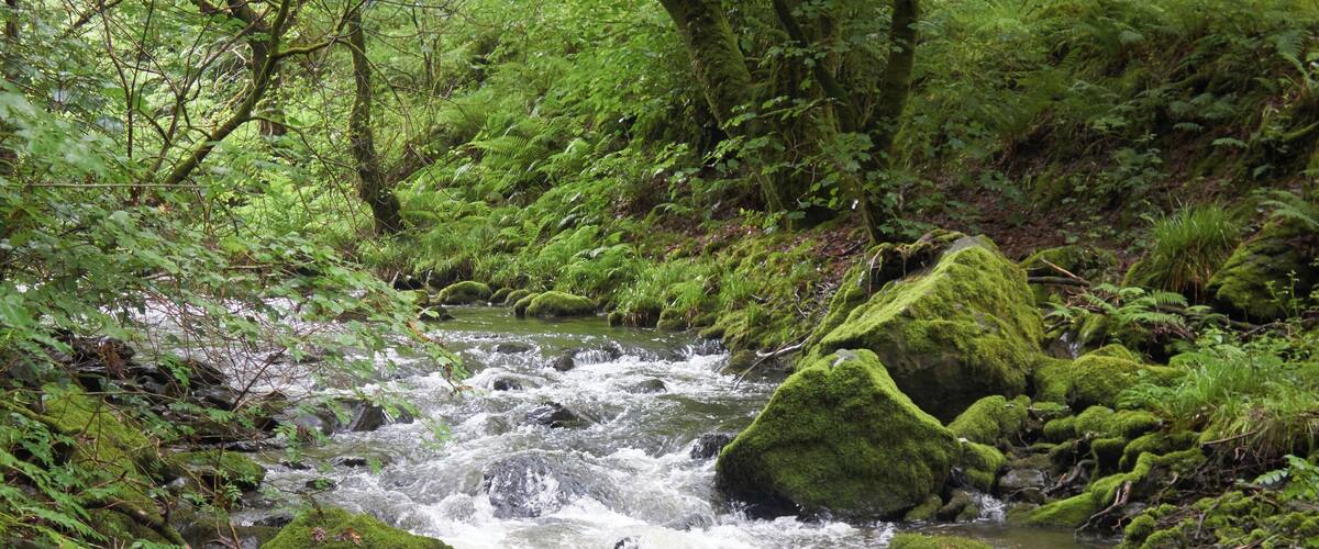 A fast-flowing stream with moss-covered rocks and lush green ferns.