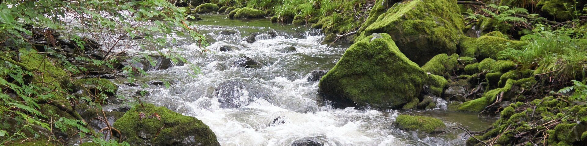 A fast-flowing stream with moss-covered rocks and lush green ferns.