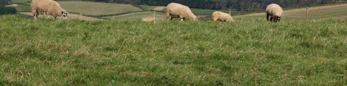 Sheep on The Beacon Grazing unconcernedly close of a 100-metre drop to Beacon Point, and oblivious to the fine view across the South hams to the southwest corner of Dartmoor with its china clay works.