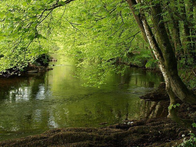 River Avon by Titcombe Wood Looking upstream as the river rounds a bend beneath beech trees; Titcombe Wood is on the right.
