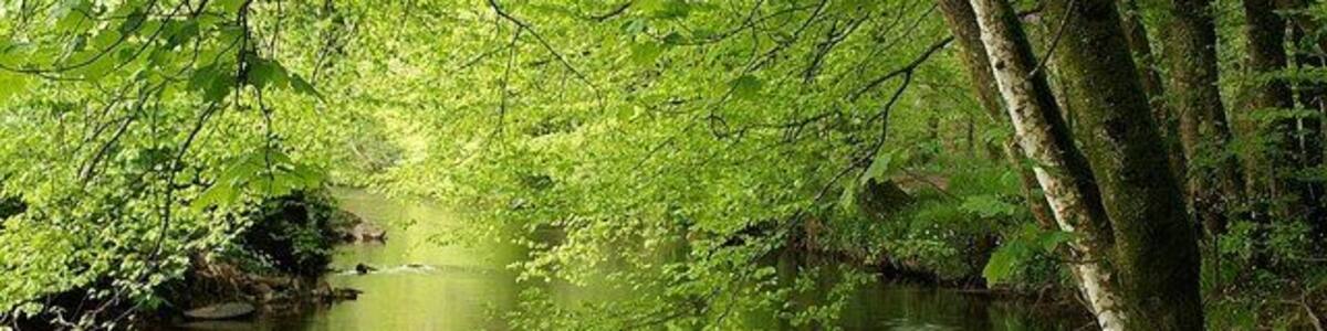River Avon by Titcombe Wood Looking upstream as the river rounds a bend beneath beech trees; Titcombe Wood is on the right.