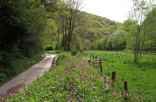 A rural path surrounded by lush greenery and flowering plants.