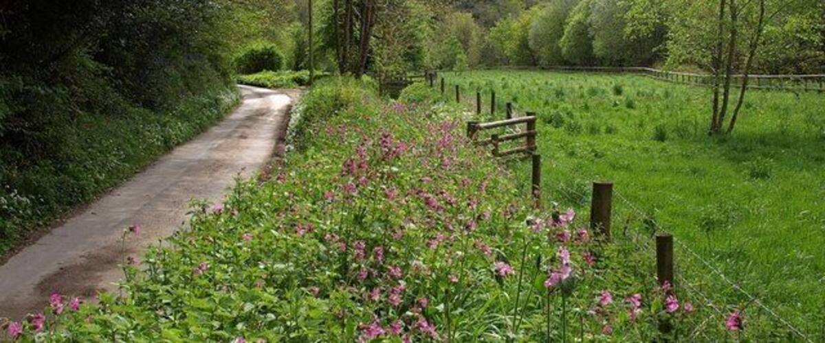 A rural path surrounded by lush greenery and flowering plants.