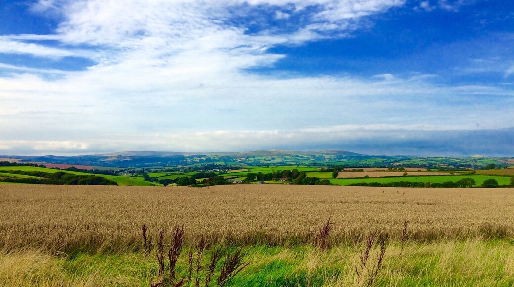 Looking across ripe wheat fields towards Dartmoor.