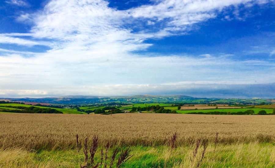 Looking across ripe wheat fields towards Dartmoor.
