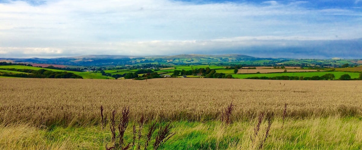 A vast wheat field with rolling hills and a partly cloudy sky.