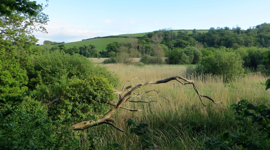 Ireland Farm across the reddbed - Slapton - May 2015