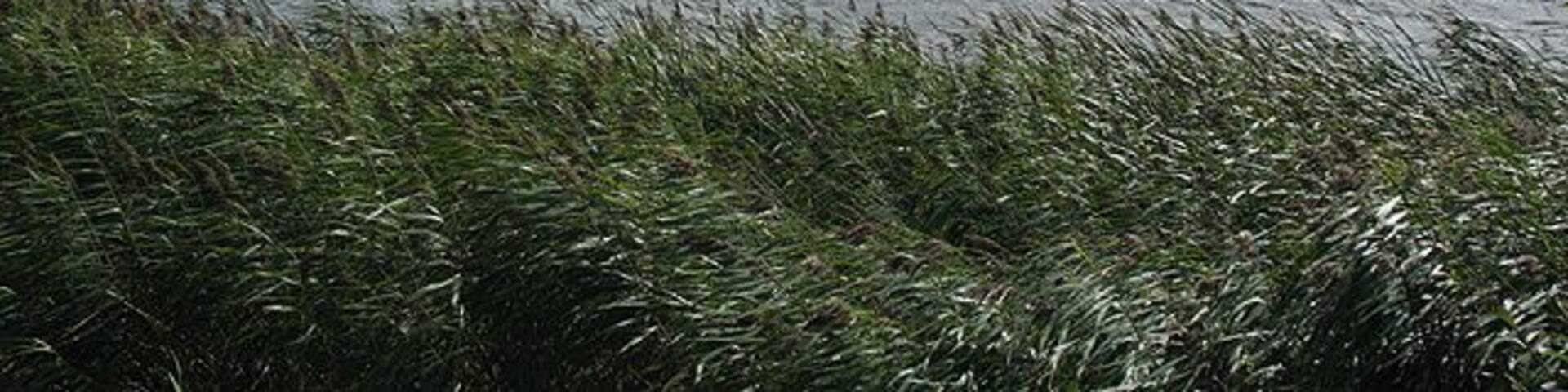 Slapton: Slapton Ley With Hartshorn Plantation across the water