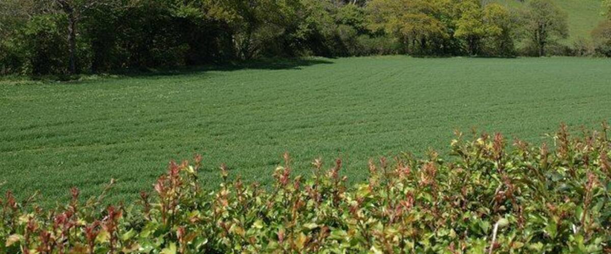 A green field with trees and hills in the background.