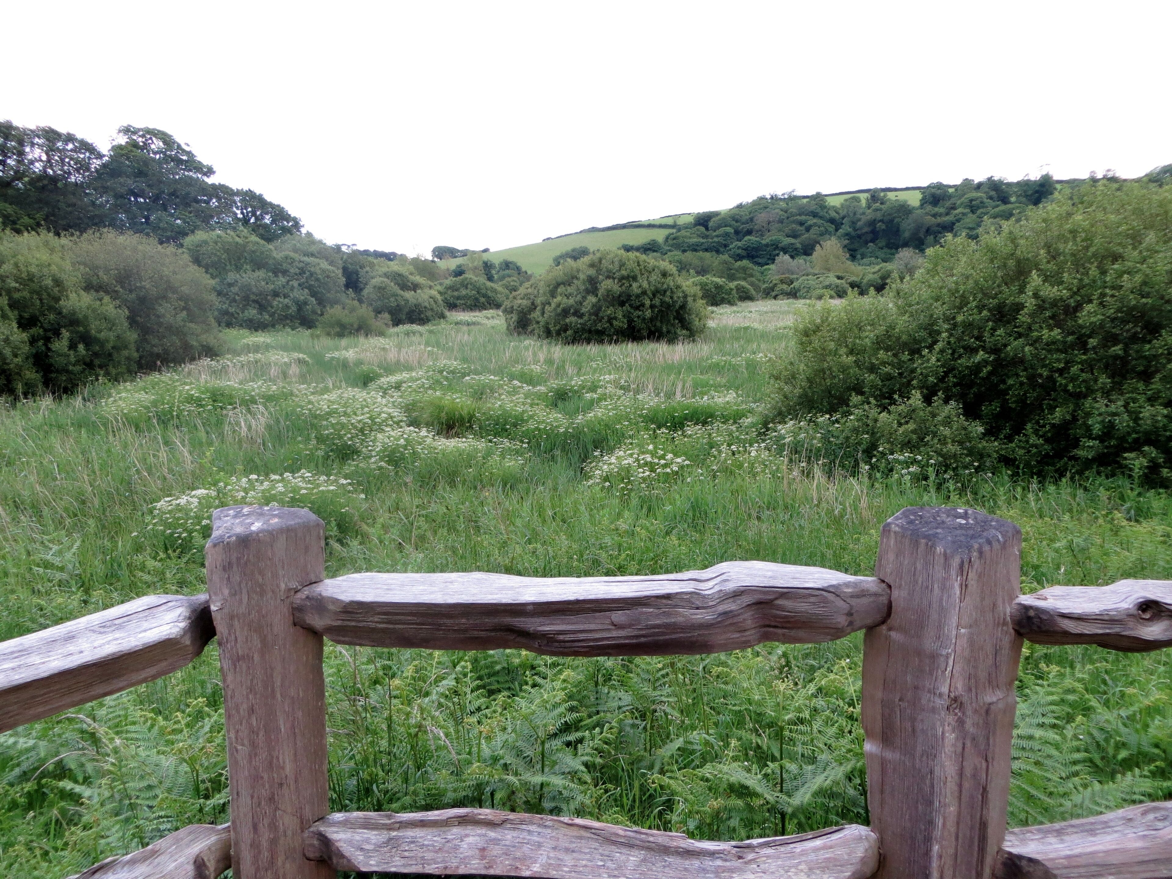 Wetland meadow - June 2012