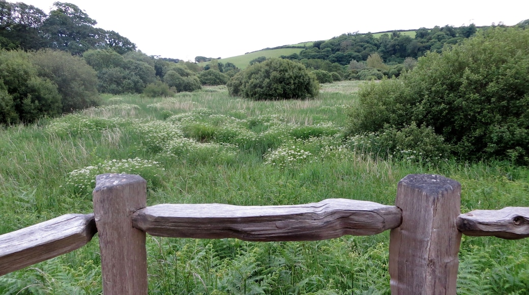 Wetland meadow - June 2012