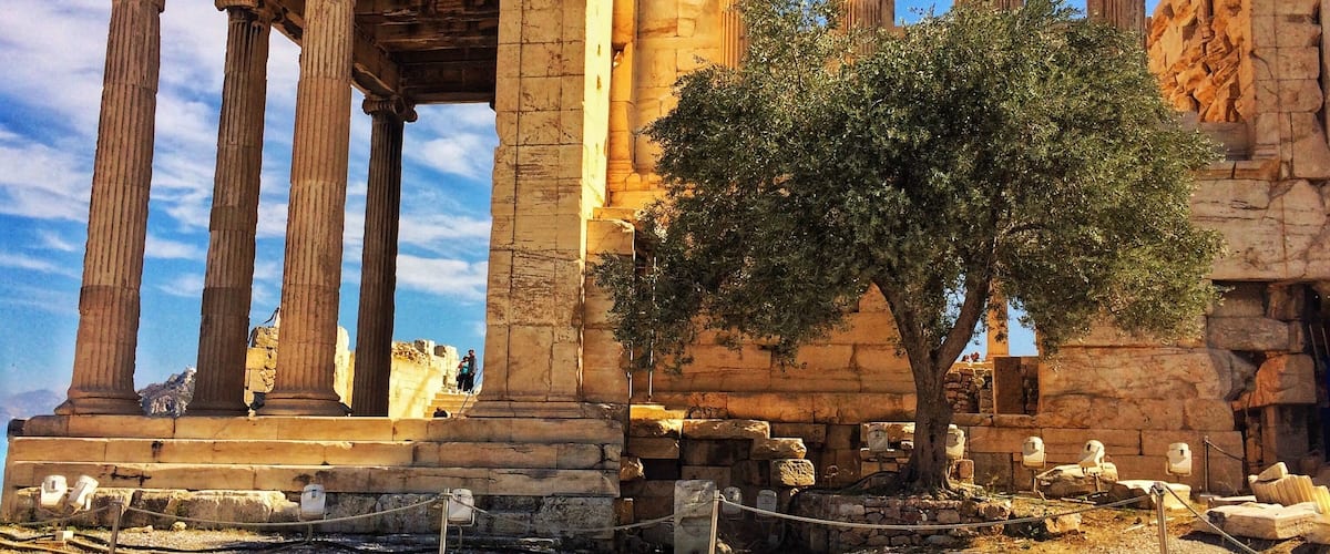 Erechteion Temple. Acropolis of Athens. 
431 a.C 
Olive tree
