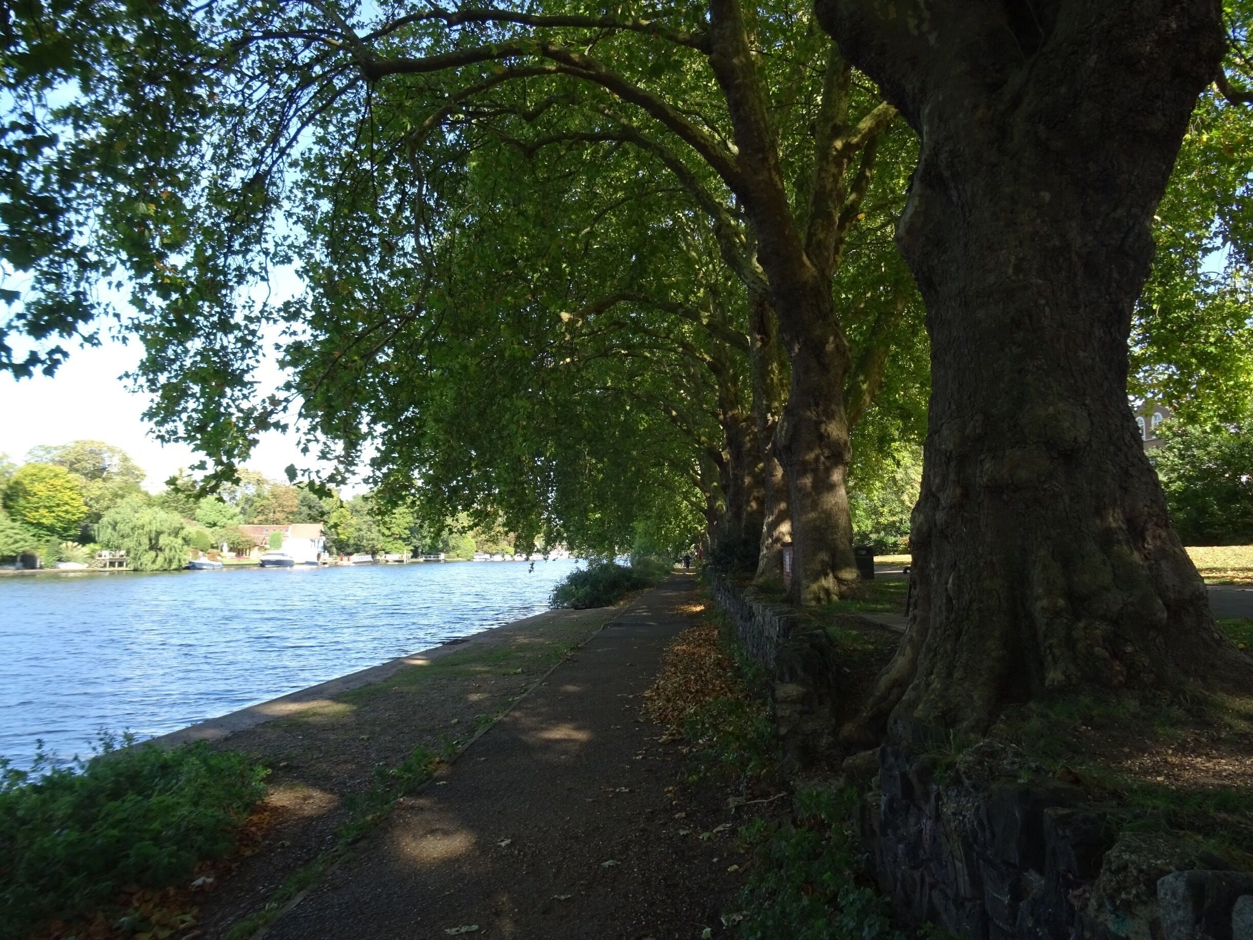 My favourite place in Kingston upon Thames. I always come here to sit on the banks of the River Thames for some relaxation and peace. An oasis of calm on the edge of a busy London Town.