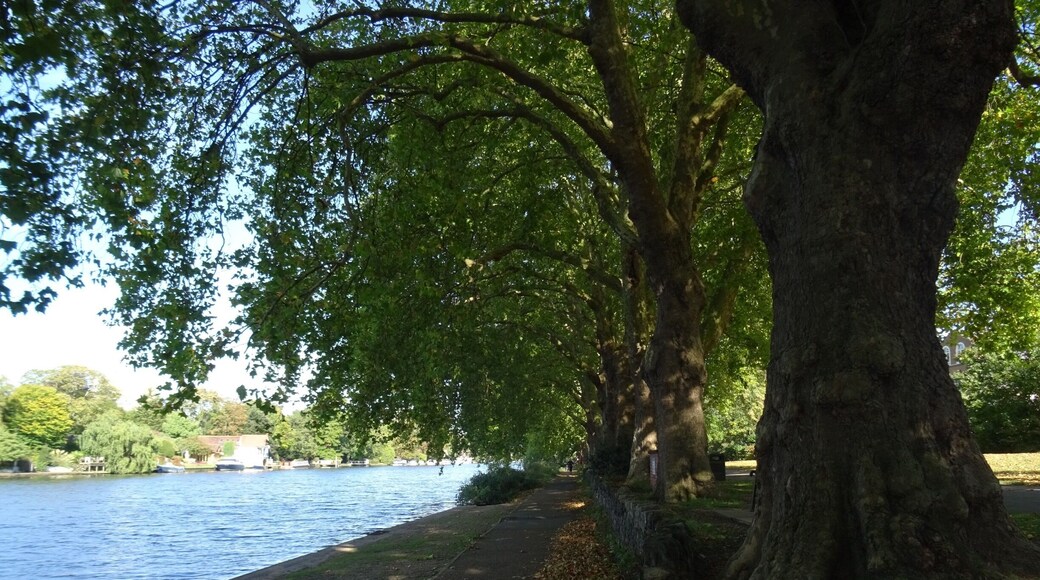 My favourite place in Kingston upon Thames. I always come here to sit on the banks of the River Thames for some relaxation and peace. An oasis of calm on the edge of a busy London Town.