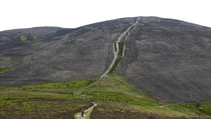 Shocking to see the landscape on Moel Y Gamelin after the fires last year. Unbelievably there were sheep roaming trying to nibble the new shoots appearing through the ash 🏴🐾🏔🥾🏴