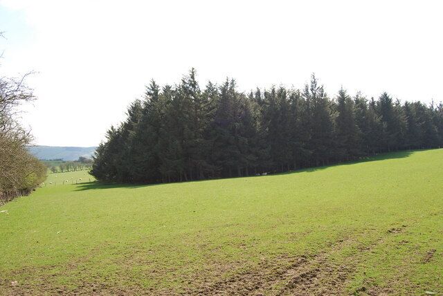Small coniferous plantation Small sitka spruce plantation.