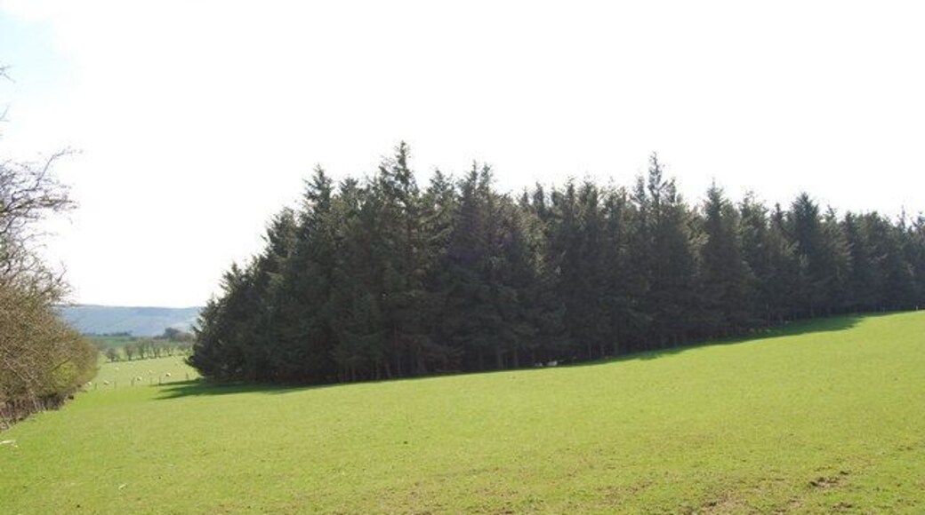 Small coniferous plantation Small sitka spruce plantation.