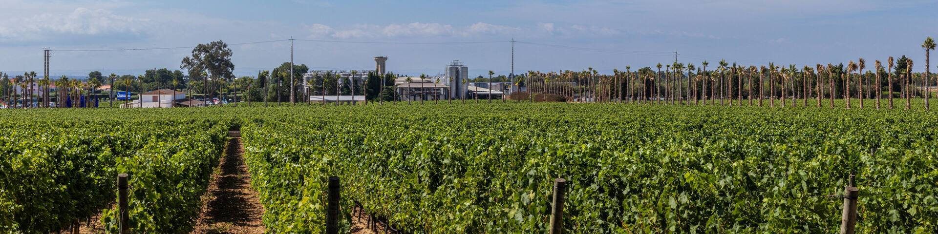 Vineyard in Portugal