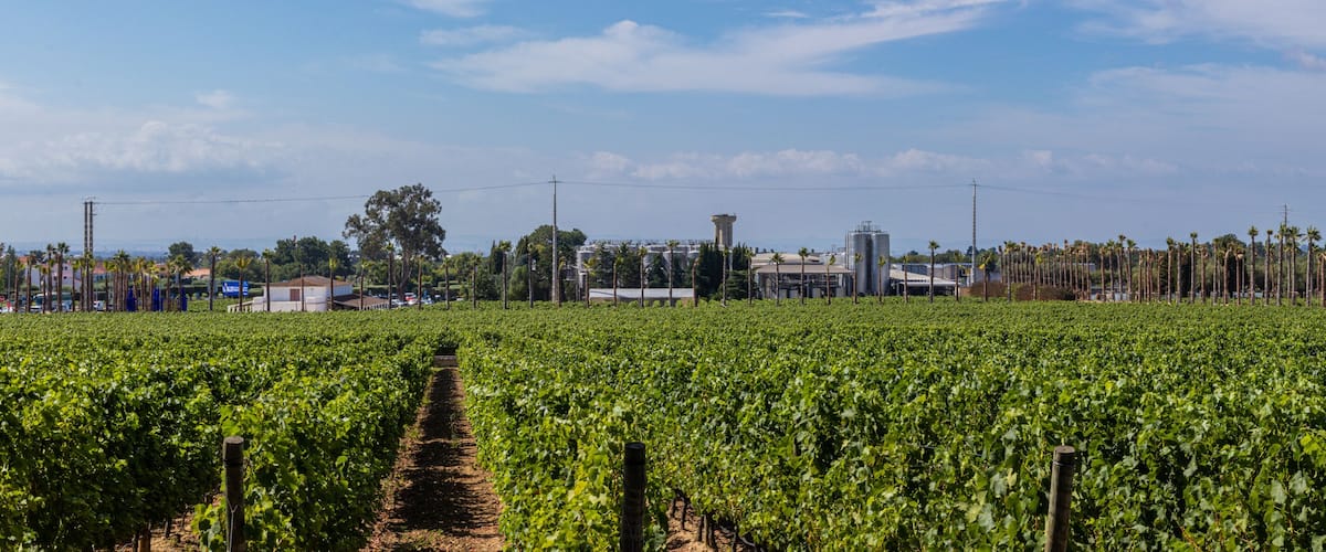 A vineyard with rows of grapevines under a clear sky.