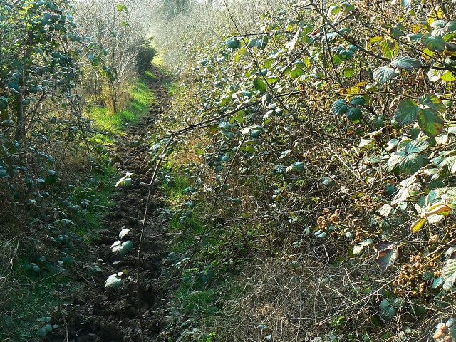 Bridleway to Nineteen Acre Wood Quite narrow and heavily pitted with hoof prints.