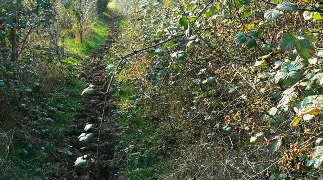 Bridleway to Nineteen Acre Wood Quite narrow and heavily pitted with hoof prints.