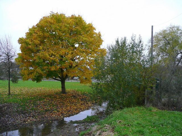 Crudwell Brook The unnamed brook flows into the Avon, although the Thames headstream start not far north of here. The tree is a field maple, Acer species.