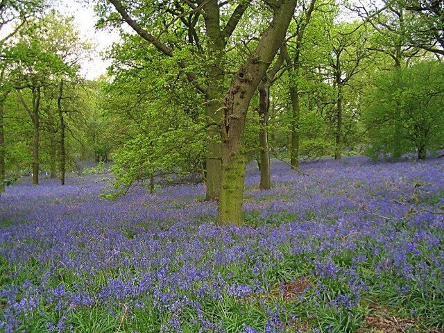 Bluebell wood near Meriden Wonderful annual display of bluebells adjoining public footpath