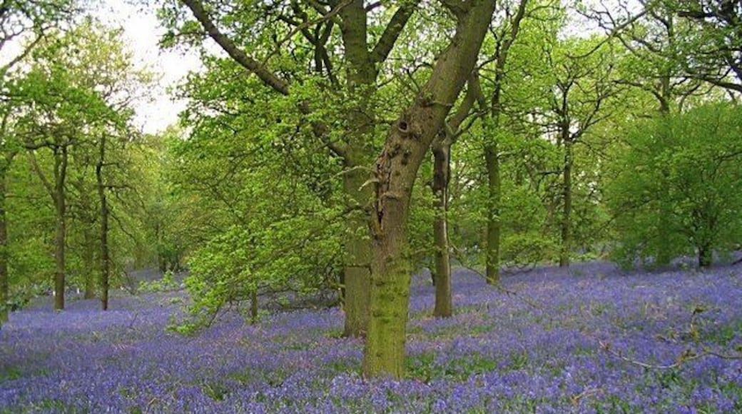 Bluebell wood near Meriden Wonderful annual display of bluebells adjoining public footpath