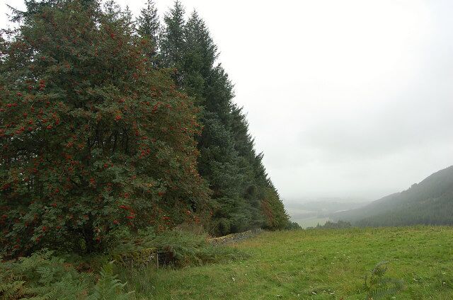 Un bosque con árboles altos y un campo cubierto de hierba.