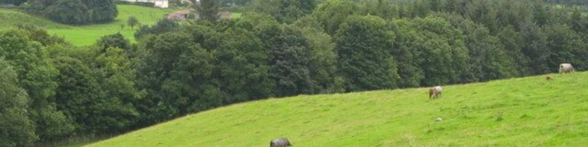 Farmland North of Moffat Moffat can be seen in the distance through the trees.
