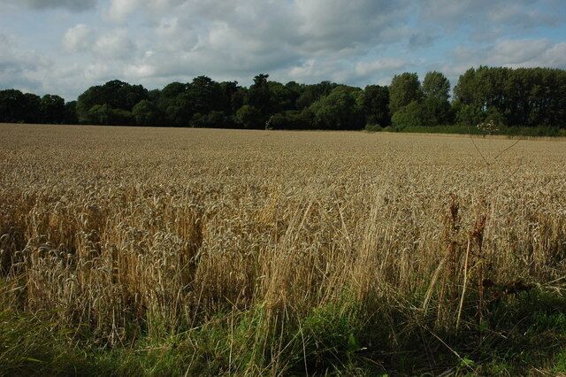 Wheat field off Kennel Lane A field of ripe wheat to the north of Kennel Lane to the north of Broadwell.