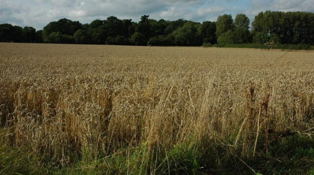 Wheat field off Kennel Lane A field of ripe wheat to the north of Kennel Lane to the north of Broadwell.