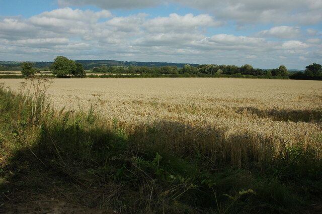 Wheat field to the north of Broadwell A field of wheat viewed from Kennel Lane to the north of the village of Broadwell.