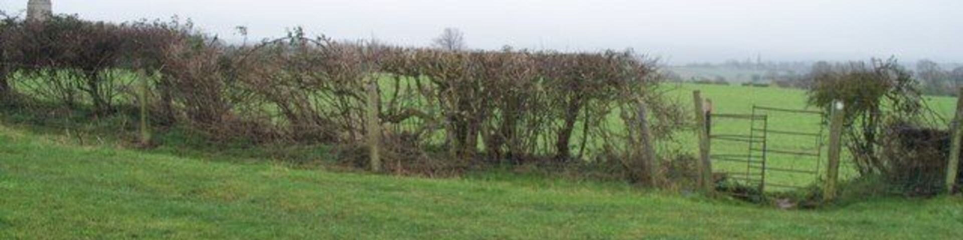 Paths cross One footpath runs across the image in front of the hedge. The other runs from behind the camera straight on.