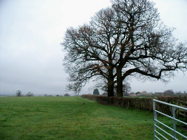 Field edge footpath The footpath from Todenham to Ditchford Frary makes a 90 degree turn to the right and runs along the edge of the field past this impressive pair of trees. The buildings of Manor Farm can be seen to the right of the trees.