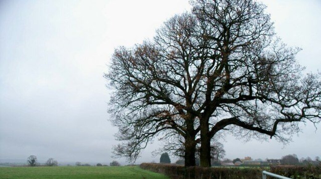 Field edge footpath The footpath from Todenham to Ditchford Frary makes a 90 degree turn to the right and runs along the edge of the field past this impressive pair of trees. The buildings of Manor Farm can be seen to the right of the trees.