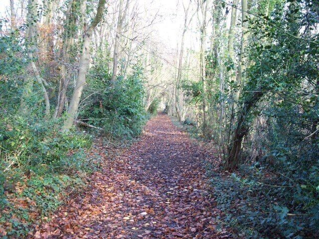 Path in Shales Coppice As the footpath passes through Shales Coppice, it crosses another footpath. This is a view of the other footpath looking north.