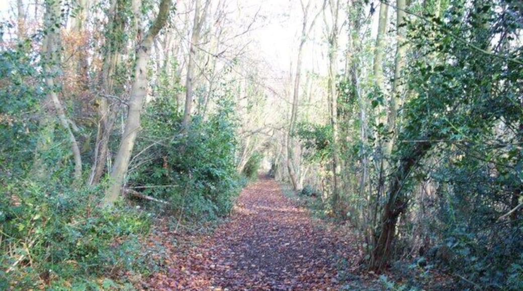Path in Shales Coppice As the footpath passes through Shales Coppice, it crosses another footpath. This is a view of the other footpath looking north.